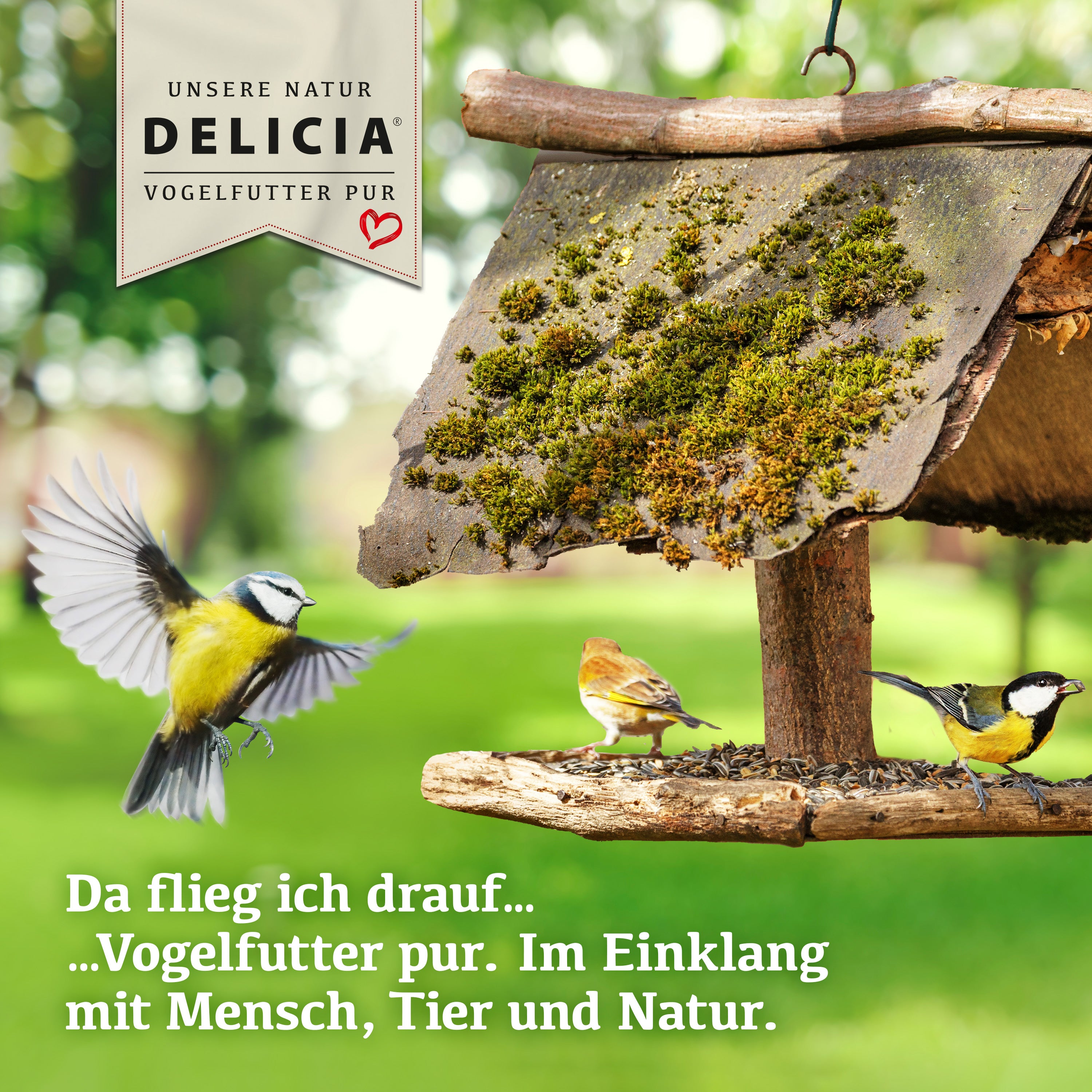 Delicia Energie Futter Mix, Ganzjahres Vogelfutter, Streufutter, Wildvogelfutter, mit Erdnusskernen, Beeren, Sonnenblumenkerne