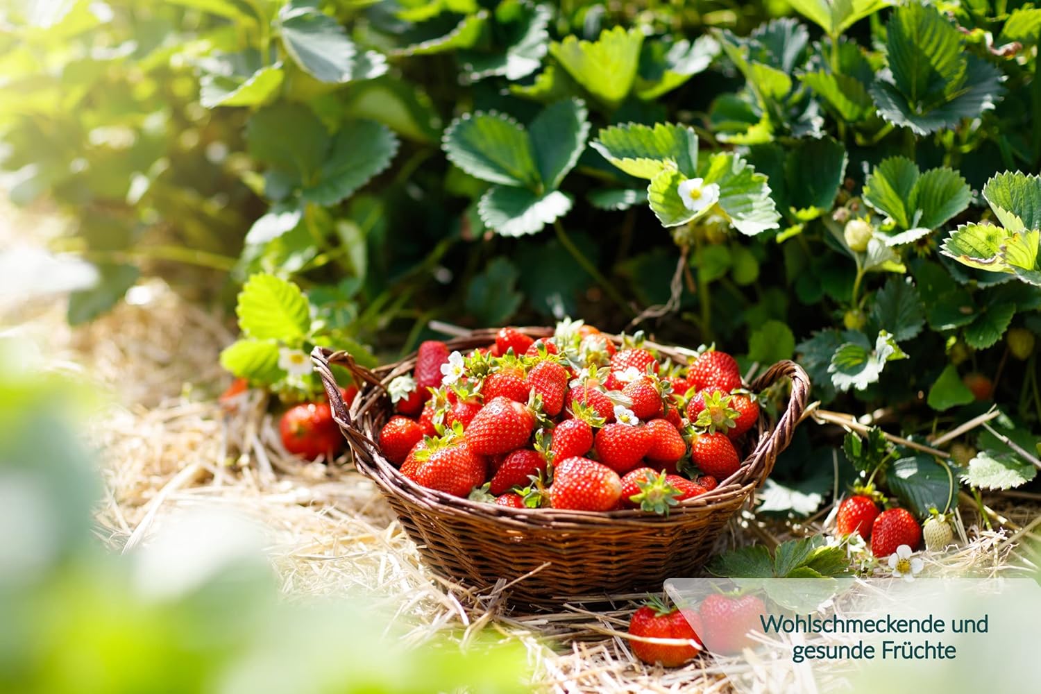 HaGaFe Beerendünger Tomatendünger Gurkendünger Gemüsedünger Hochbeetdünger