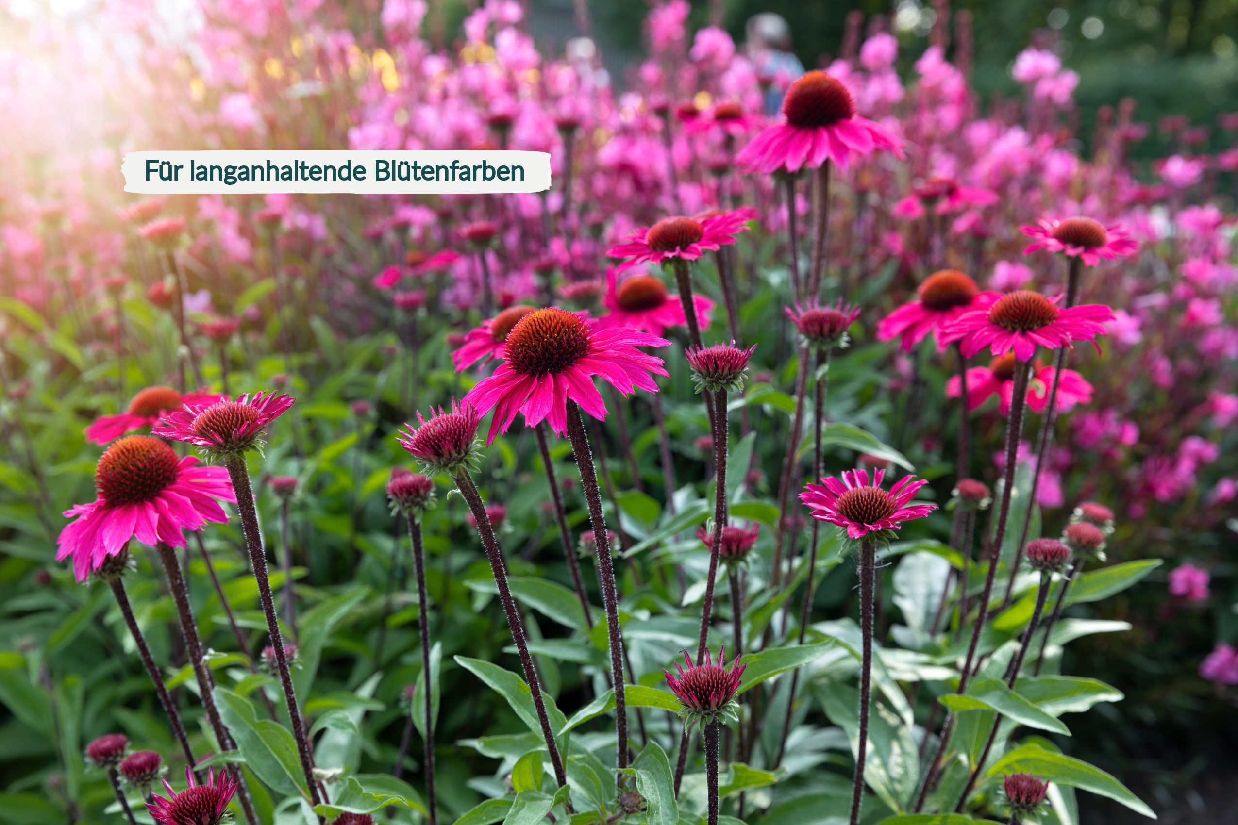 HaGaFe Rhododendrondünger Moorbeetdünger Spezialdünger für alle Moorbeetpflanzen