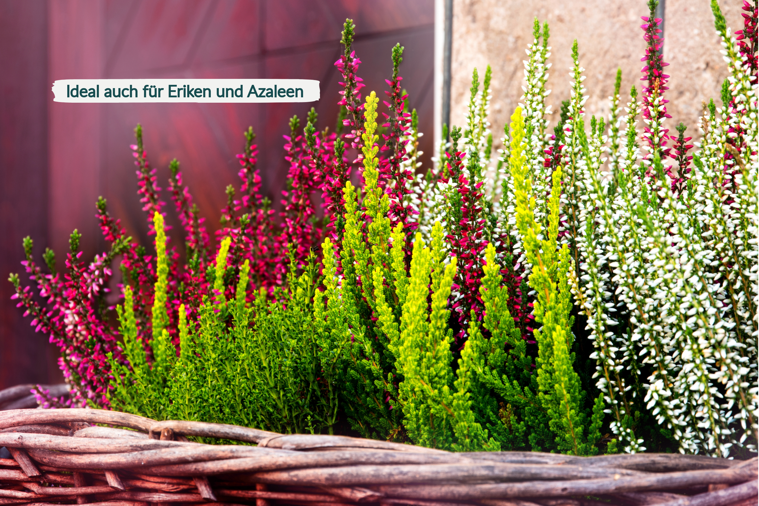 HaGaFe Rhododendrondünger Moorbeetdünger Spezialdünger für alle Moorbeetpflanzen