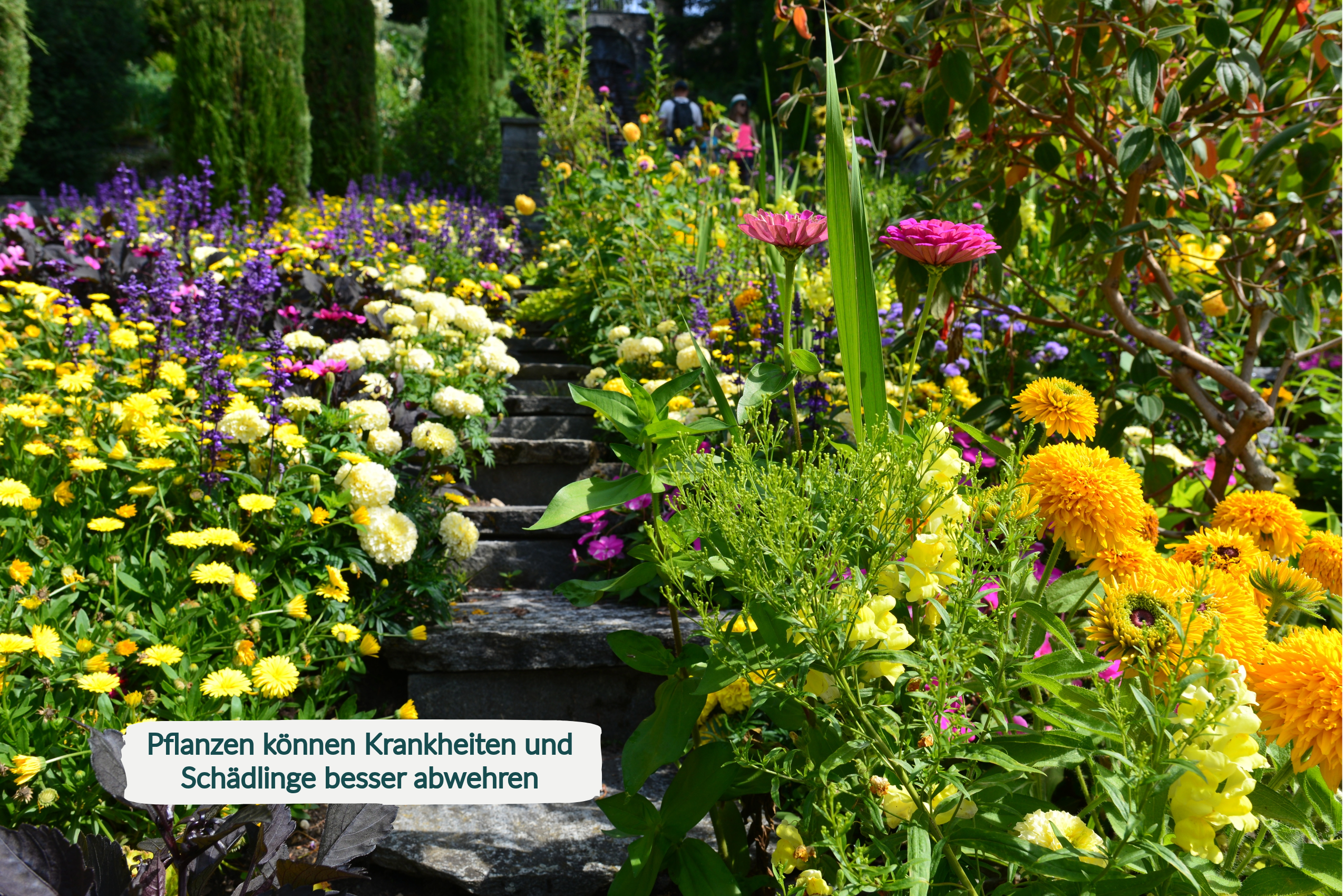 HaGaFe Rosendünger & Staudendünger Ideal auch für Flieder Forsythien Schneeball